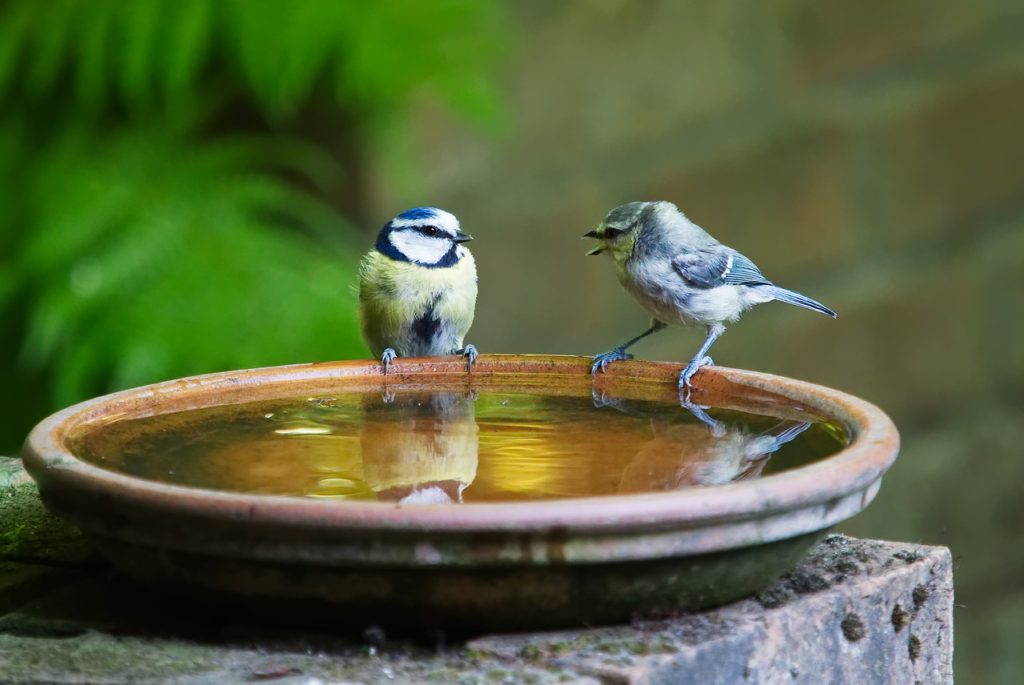 birds in a bird bath